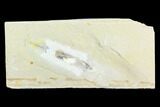 Cretaceous, Soft Bodied Cephalopod Fossil - Lebanon #124019-1